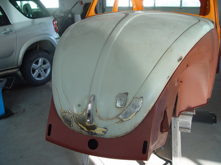 beetle.jpg