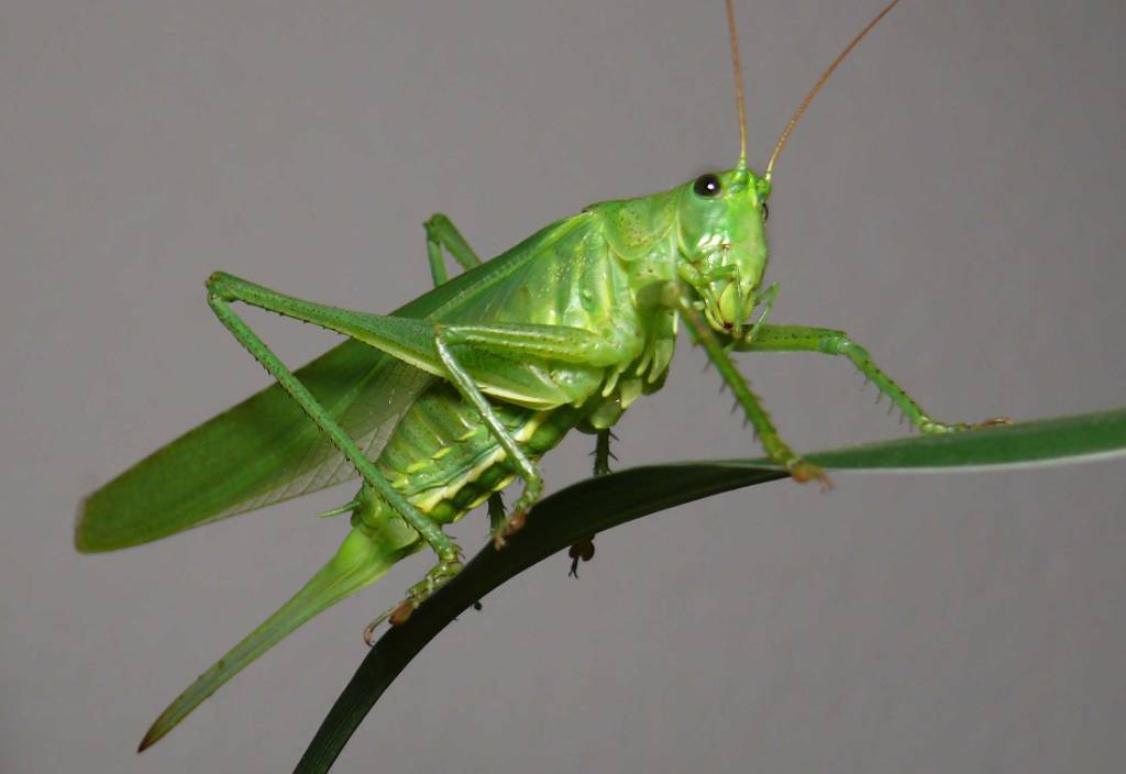 Grasshopper.jpg