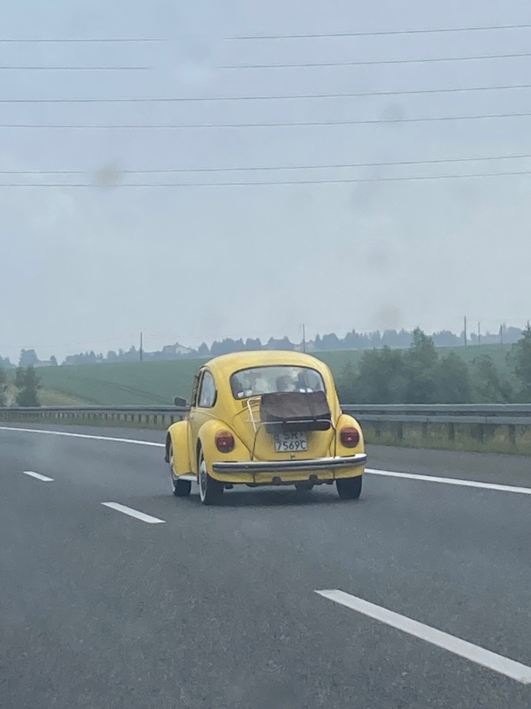 Der erste gesichtete Käfer